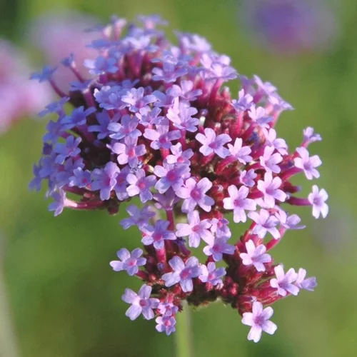 Jardin idée:Verveine Bonariensis 'Lollipop' - Le pot de 2 litres