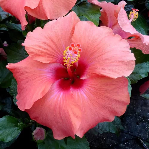 Pensé pour vos extérieurs:Hibiscus Rosa Sinensis à fleurs multicolores - Le pot Ø 30 cm