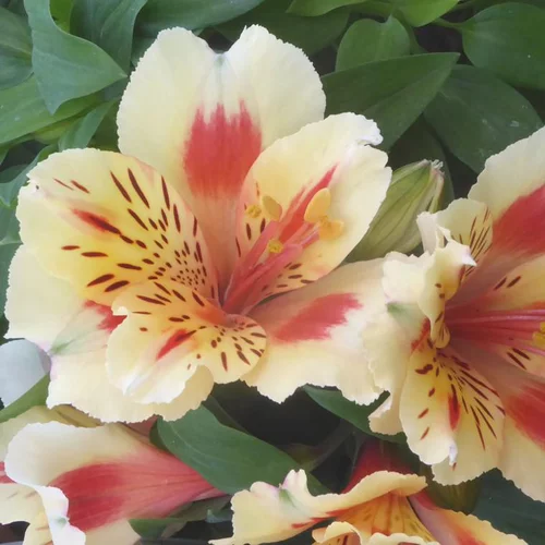 Jardin solution:Alstroemère panaché à fleurs multicolores (Lis du Pérou) - Le pot de 4 litres
