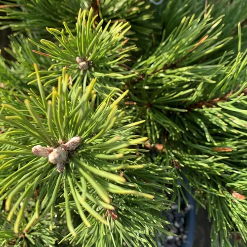 À découvrir pour le jardin：Pin (Pinus) Mugo Gnom 40/50. Le pot de 5 litres