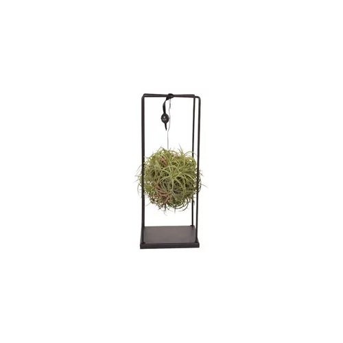 Côté extérieur:Tillandsia vert magic ball rectangle Ø 20 cm