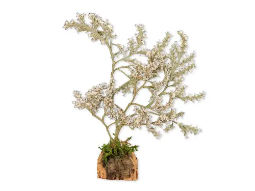 Simple dehors:Accessoire de crèche de Noël arbre naturel blanc Santons Escoffier - 4,5 x 4,5 x 18 cm