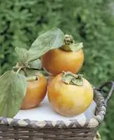 Jardin essentiel：Kaki Diospyros Vainiglia coloris orange - 35 L