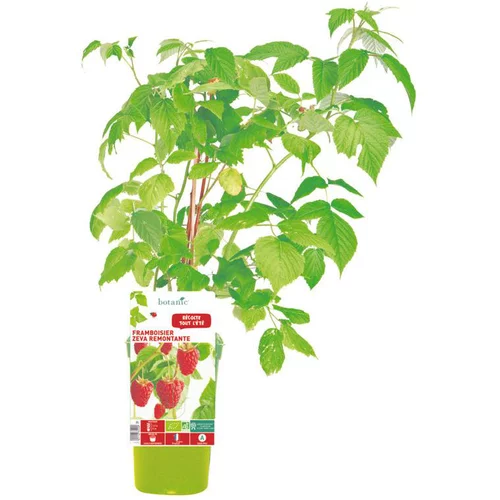 Pour votre espace extérieur:Framboisier Zeva Bio. Le pot de 1 litre