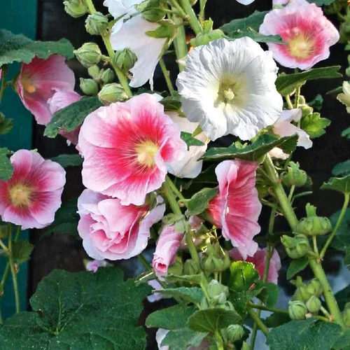 Qualité au jardin：Alcea Rosea. Le pot de 2 litres