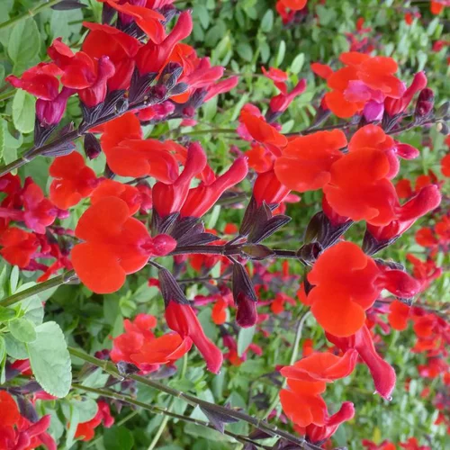 Une sélection pensée pour l’extérieur：Salvia Grahamii - Le pot de 24 cm