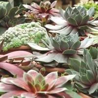 Idée au jardin：Joubarbe - La jardinière