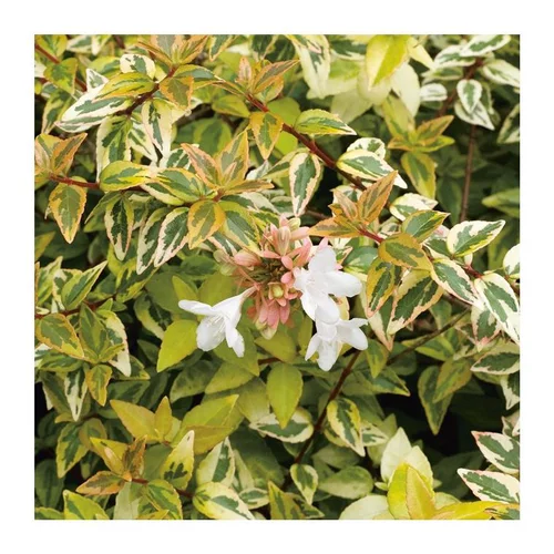 Bien pensé extérieur：Abélia Grandiflora Kaleidoscope panaché 50/60. Le pot de 10 litres