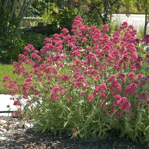 Déco pour le jardin：Valériane - Le pot de 2 litres