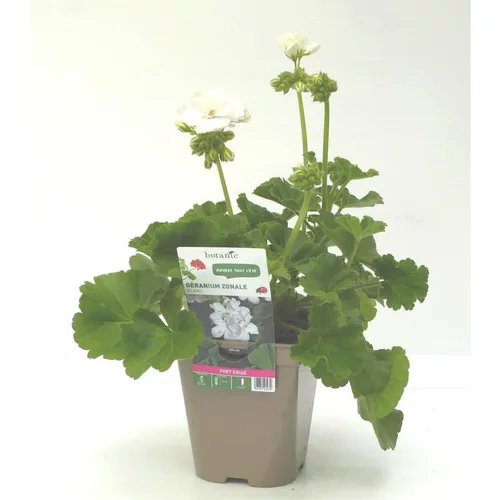 Extérieur sélection：Géranium zonale blanc - Le pot de 12 x 12 cm