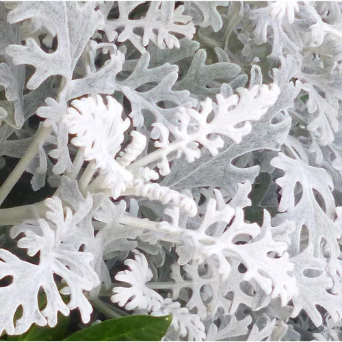 Une idée pour le jardin：Cinéraire maritime ou Séneçon cinéraire gris argenté - Le pot Ø 13 cm