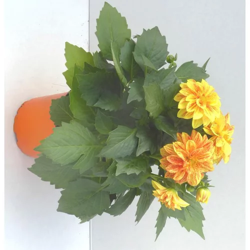 Une idée pratique pour l’extérieur:Dahlia Nain - Le pot de 10.5 cm