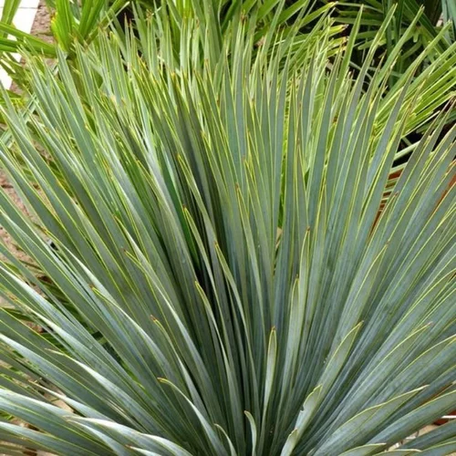 Pour votre espace vert:Yucca Rostrata 60/80. Le pot de 15 litres