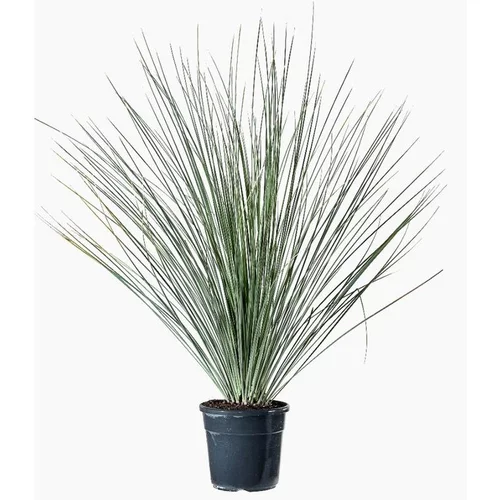 Jardin moderne:Dasylirion en pot de 9 L vert