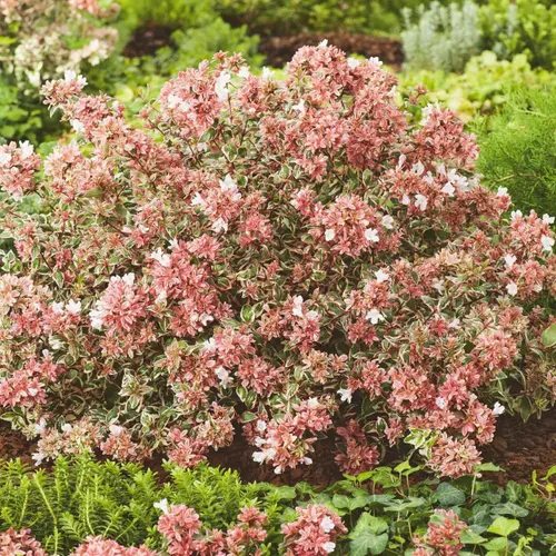 Accessoire jardin：Abelia grandiflora Magic Daydream coloris vert – 3,5 L