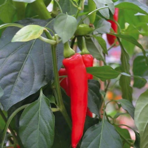 Le compagnon du jardin：Piment Gorria (Type Espelette) Bio. Le pot de 10,5 cm