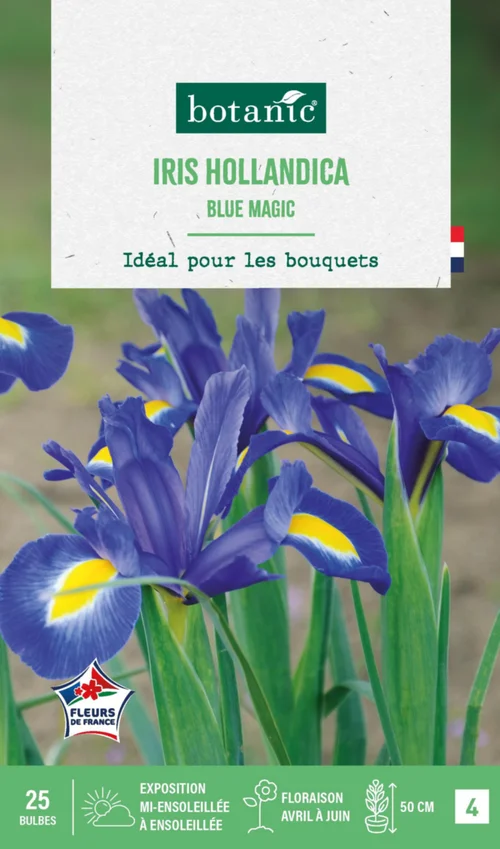 Vie dehors：Iris hollandica blue magic botanic® - 25 bulbes