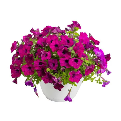 Votre allié à l’extérieur：Pétunia retombant - Le pot de 5 litres
