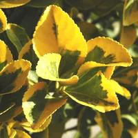 Qualité au jardin：Fusain du Japon