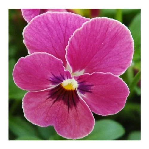 Équipement pour le jardin:Pensée à grandes fleurs - Coupe de 23 cm