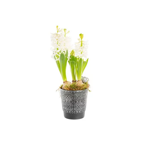 Jardin expert：Jacinthe X3 Cp noir Patine