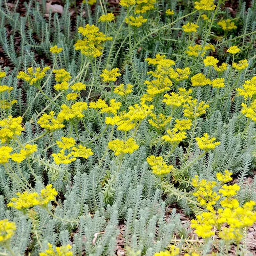 Jardin et solutions:Sedum Réfléchi 'Blue Spruce' - Le pot de 1 litre