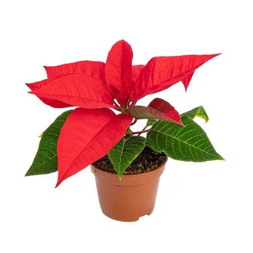 Bien pour le jardin：Poinsettia rouge en pot Ø 6 cm