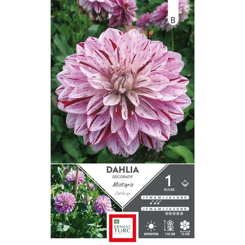 Essentiel pour le jardin：Dahlia décoratif Mistigris mauve Ernest Turc - 1 bulbe