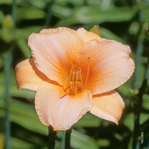 Idéal pour le jardin:Hémérocalle 'Ono' - Le pot de 2 litres