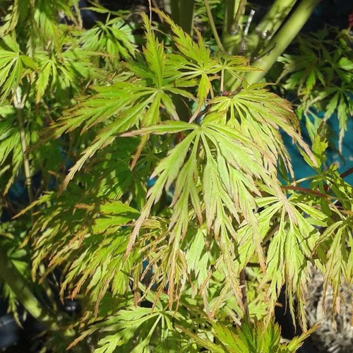 Simple au jardin:Érable du Japon (Acer Palmatum) Seyriu. Le pot de 285 litres