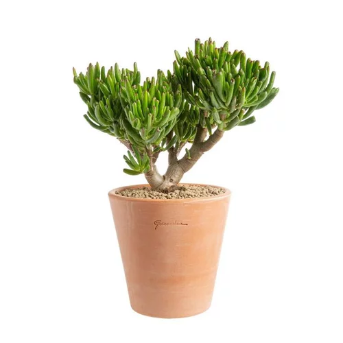 Essentiel pour le jardin:Crassula hobbit en pot terre cuite H 10 x Ø 15 cm