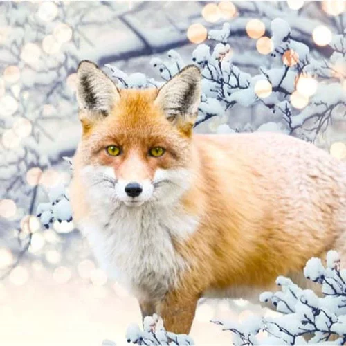 Une sélection pensée pour le jardin：Tableau renard coloris orange impression digitale en toile - 80 x 80 cm