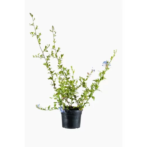 Un choix pratique pour l’extérieur：Plumbago (Dentelaire du cap) tuteur en pot de 2 L bleu