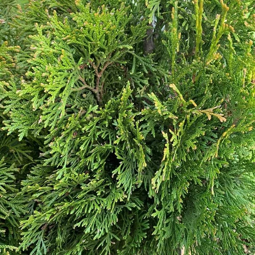 Univers végétal：Thuya Occidentalis Smaragd ou Emeraude 80/100. Le pot de 5 litres