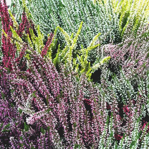 Bien utile au jardin：Calluna trio - Le pot de 1 litre