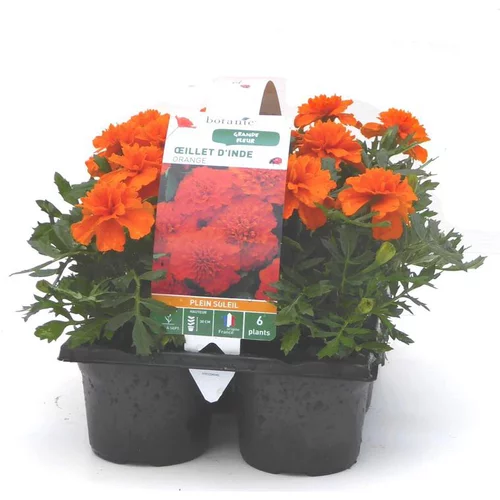 Espace vert utile：Œillet d'Inde orange - Le pack de 6 plants