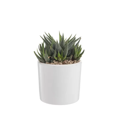 Jardin fonctionnel：Haworthia mix en pot émaillé blanc Ø 10 cm