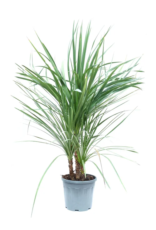 Idéal pour votre jardin:Cordyline Australis, Le pot de 18 Litres