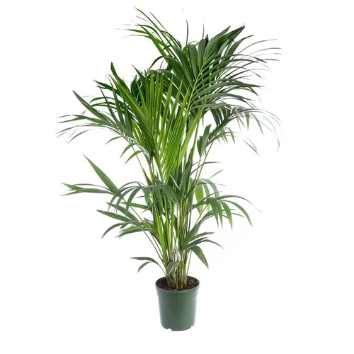 Bien pratique au jardin：Palmier Kentia. Le pot Ø 21 cm
