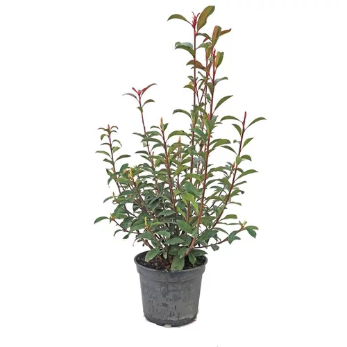 Pour vos espaces：Photinia Fraseri 60/70 en pot de 5 L rouge