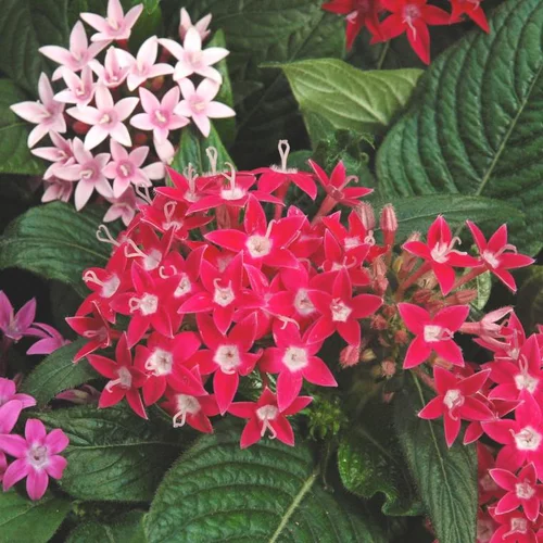 Pour aménager vos extérieurs:Pentas ou étoile égyptienne - Le pot de Ø 14 cm