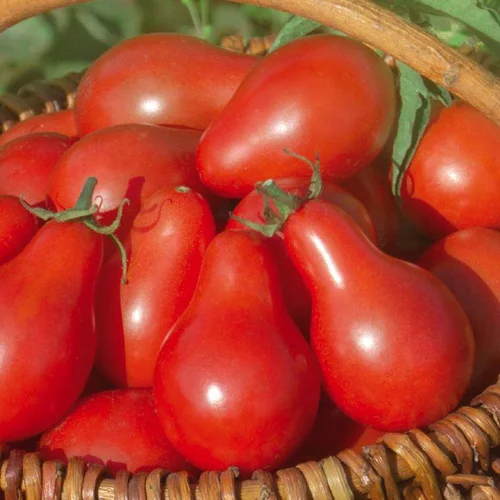 Jardin idée:Tomate Cerise Allongée Red Pear bio. Le pot de 9 x 9 cm