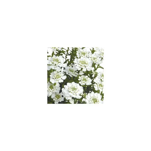 Nature pratique:Iberis Sempervirens. Le pot de 12 cm