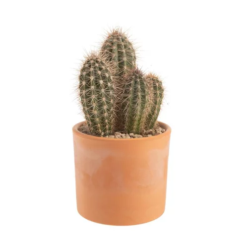 Pour compléter vos extérieurs:Pachycereus pringlei en pot terre cuite H 10 x Ø 20 cm