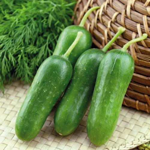 Univers végétal：Mini Concombre Paska Bio. Le pot de 10,5 cm