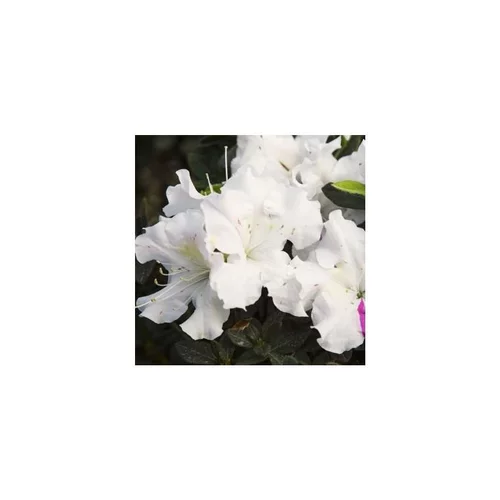 Adapté à vos extérieurs:Azalée (Azalea) Encore Starlite blanc. Le pot de 8 litres