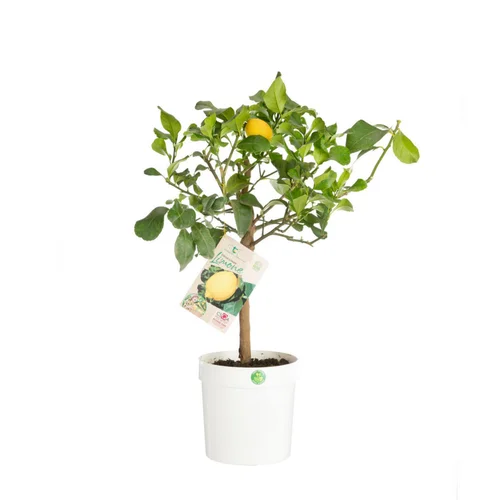 Pour profiter du jardin:Citronnier carrubaro - en pot de 5 L