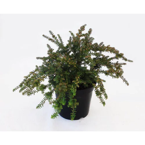 Nature extérieur:Podocarpus Lawrencei Blue Gem (Podocarpe montagnard) 40/50 en pot de 5 L vert