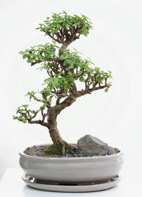 Adapté à l’extérieur：Bonsaï Portulacaria botanic® taille 7,5. Le pot