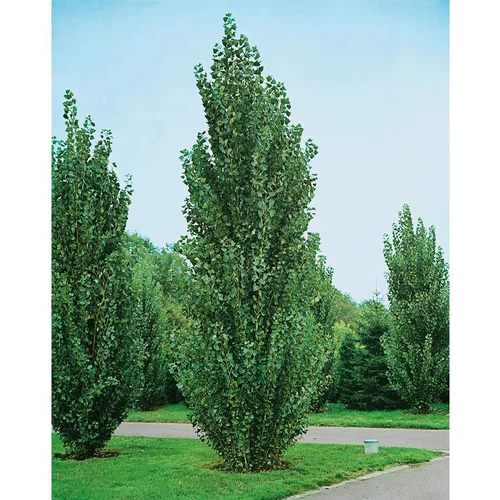 Moderne jardin:Peuplier - pot 10 L